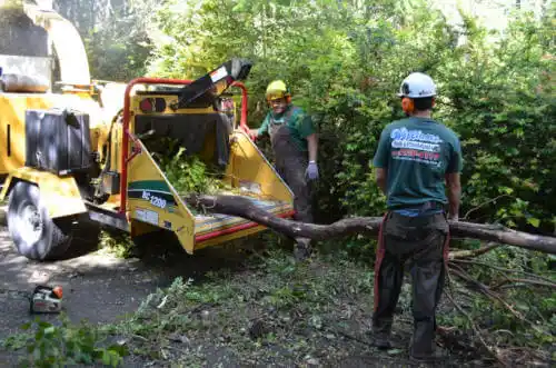 tree services Pinewood